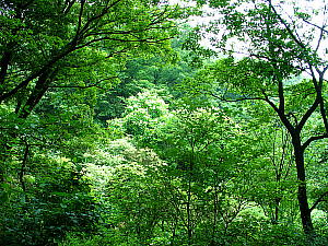 どんぐりのなる木　神戸市立森林植物園